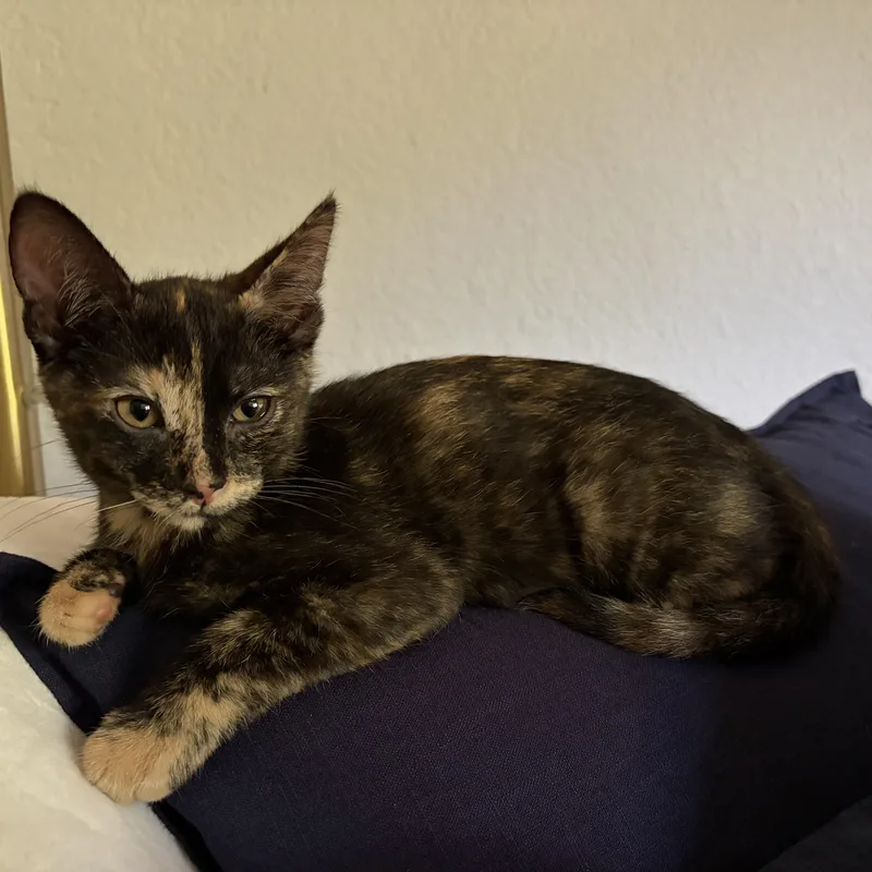 Mitzi thumbnail 4