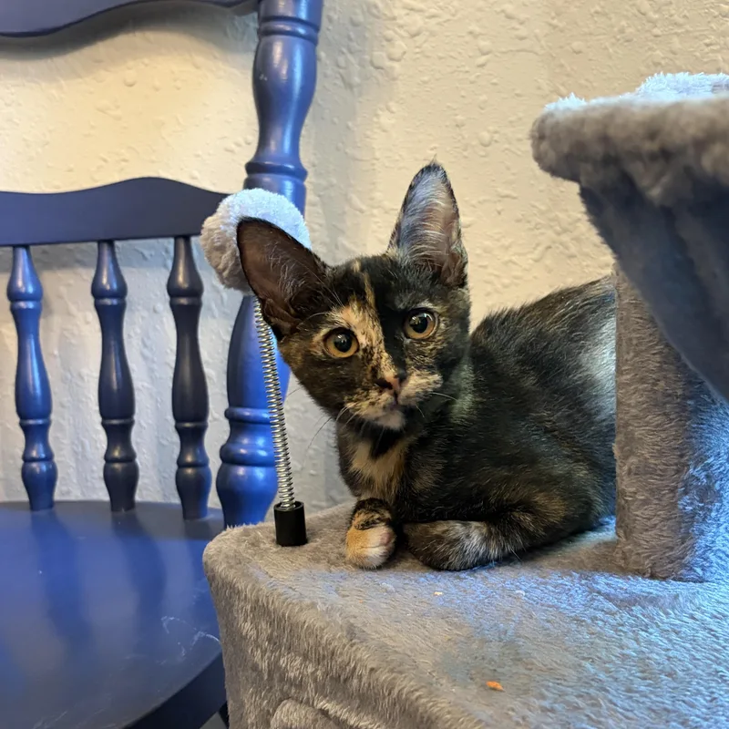 Mitzi thumbnail 6