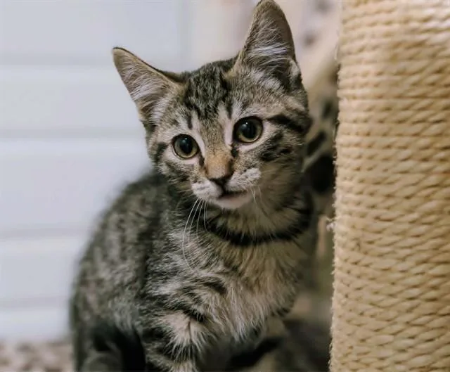 A baby small-sized male Domestic Short Hair cat named Jimmy Bug for adoption in Tucson, AZ