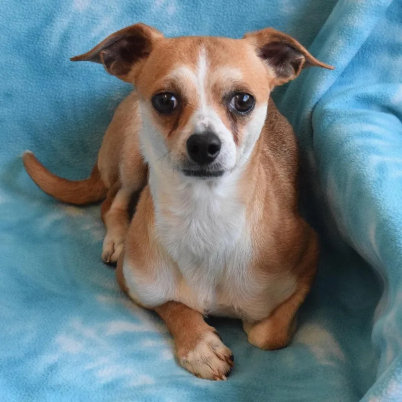 An adult small-sized male Yellow / Tan / Blond / Fawn Chihuahua dog named Robbins for adoption in Eureka, CA
