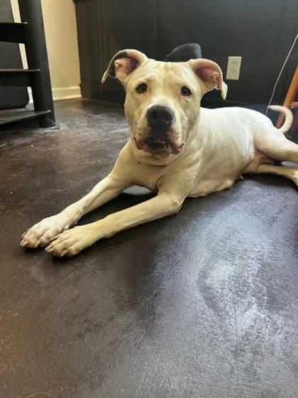 An adult large-sized female Mixed Breed dog named Crane for adoption in Chamblee, GA