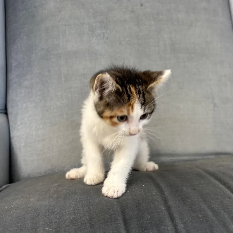 A baby small-sized female White Domestic Short Hair cat named Forage Faubus for adoption in Eagle Mountain, UT