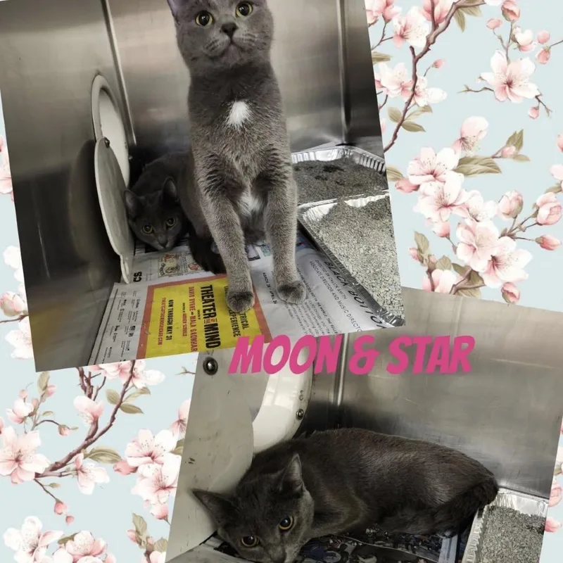 An adult medium-sized female Gray / Blue / Silver Domestic Short Hair cat named Star for adoption in Wheeling, IL