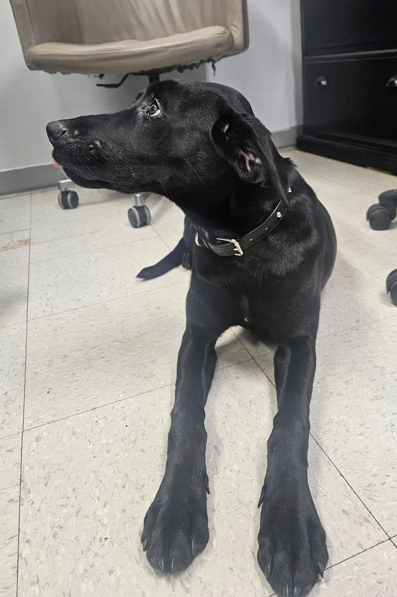 A young medium-sized female Black Labrador Retriever dog named Raya for adoption in Petersburg, IN