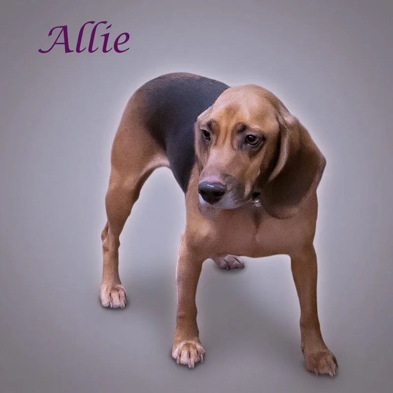 Allie D thumbnail 3