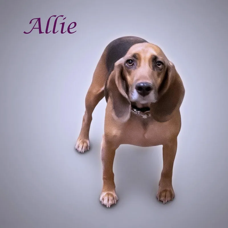 Allie D thumbnail 4