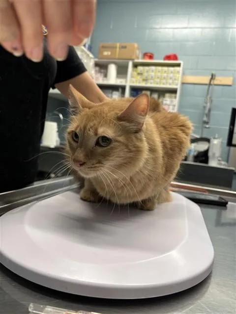 An adult medium-sized female Domestic Medium Hair cat named Birdie for adoption in Corpus Christi, TX