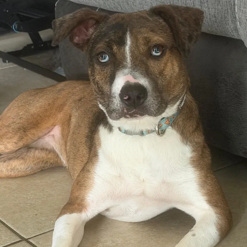 A young medium-sized female Black Mixed Breed dog named Sadie for adoption in Jacksonville, FL