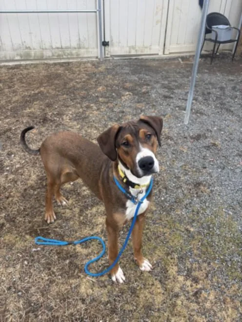 A young large-sized male Hound dog named Sharkboy for adoption in Hagerstown, MD