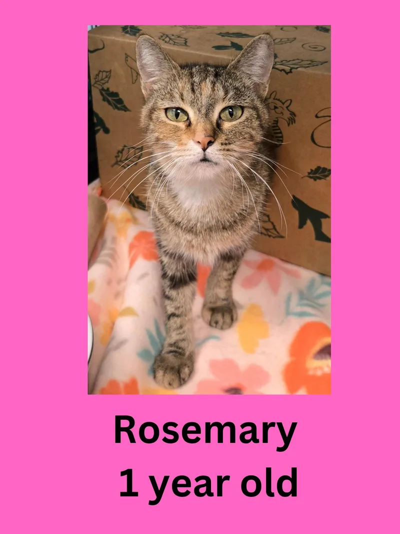 Rosemary