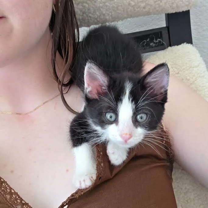 A baby small-sized female Black Domestic Short Hair cat named Pepper Avery for adoption in Morrison, CO