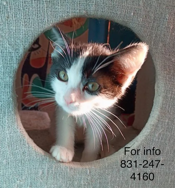 A baby medium-sized female White Domestic Short Hair cat named Jaka for adoption in Santa Cruz, CA