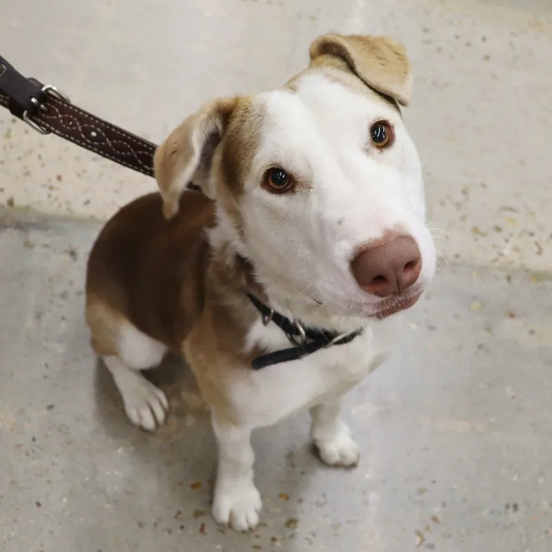 Tucker  Big Sweet thumbnail 2