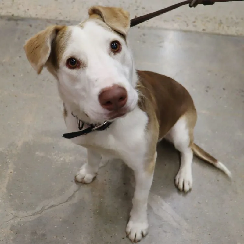 Tucker  Big Sweet thumbnail 4