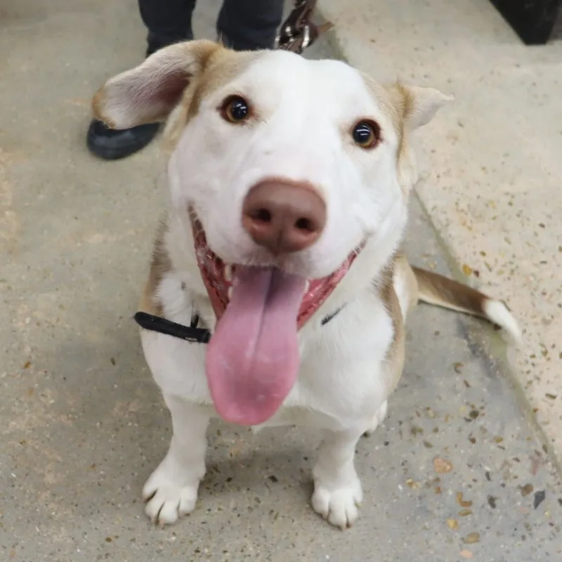 Tucker  Big Sweet thumbnail 5