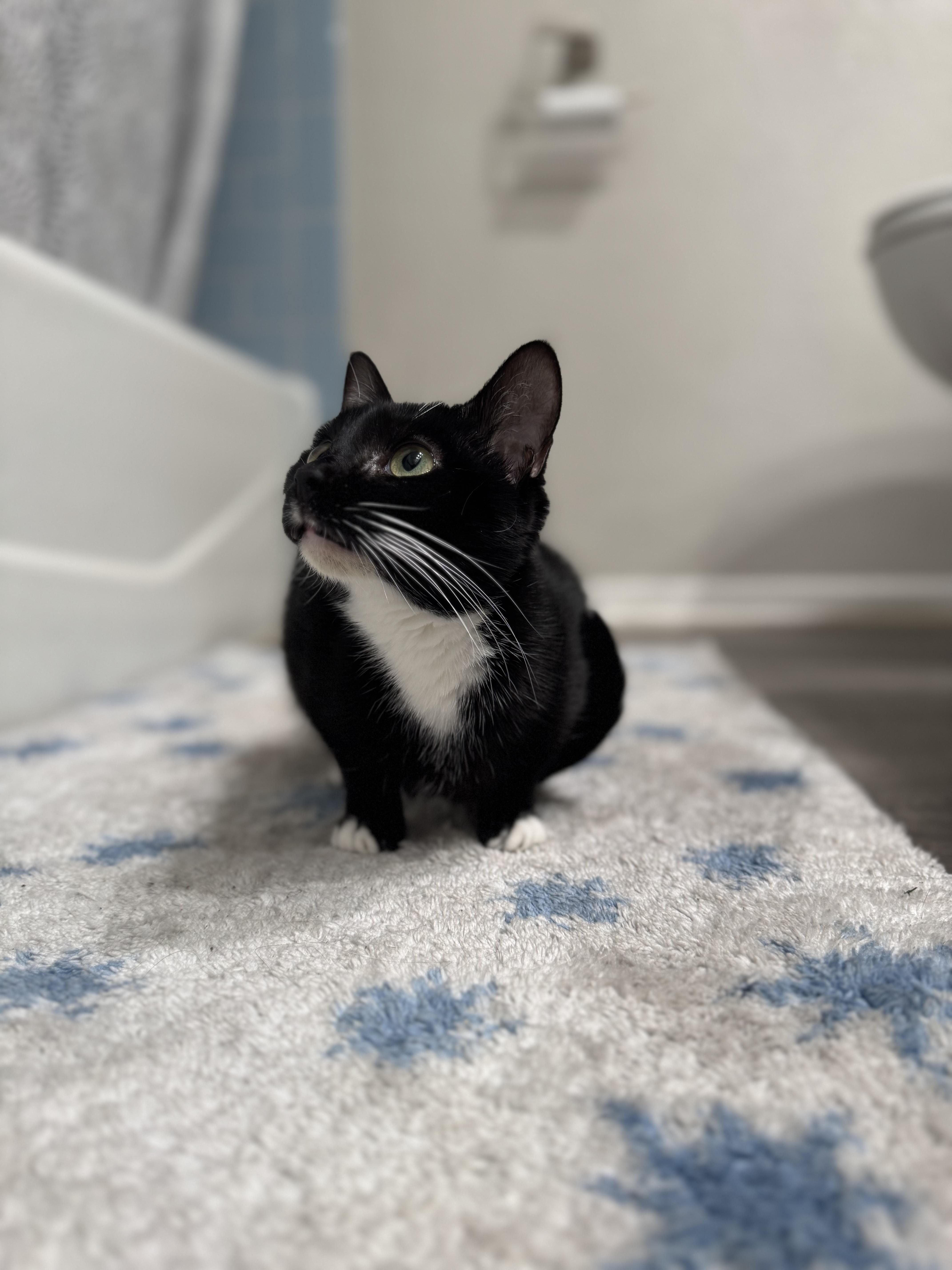 A young medium-sized female Domestic Short Hair cat named Celeste for adoption in North Richland Hills, TX