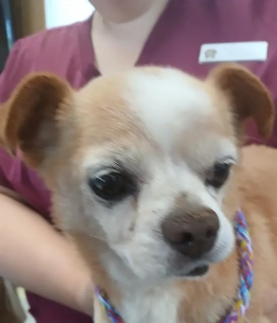 A senior small-sized male Chihuahua dog named Walter for adoption in Lodi, CA