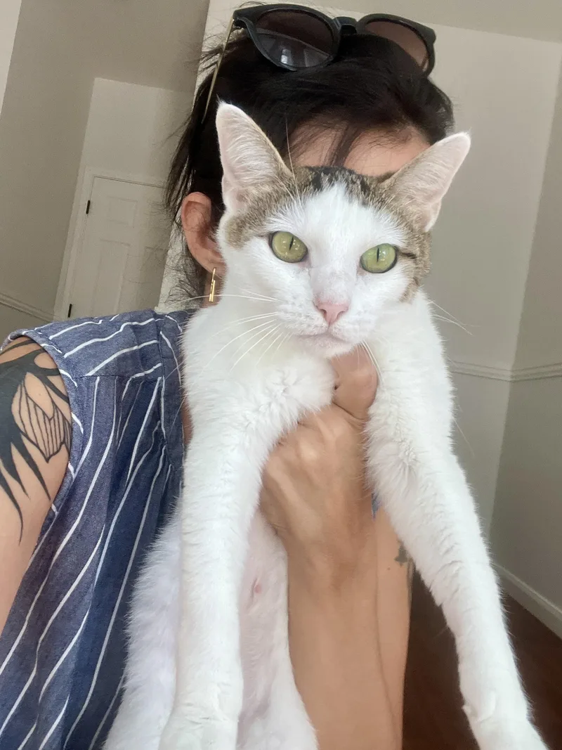 An adult medium-sized female Domestic Short Hair cat named Elizabeth for adoption in Round Rock, TX