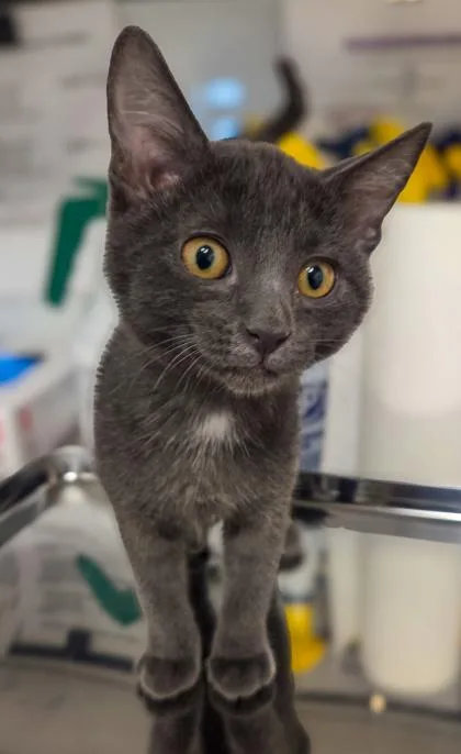 A baby small-sized female Domestic Short Hair cat named Itsy Bitsy for adoption in Fresno, CA