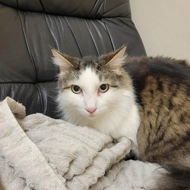 An adult extra large-sized male Gray / Blue / Silver Domestic Medium Hair cat named Mochi for adoption in Santa Barbara, CA