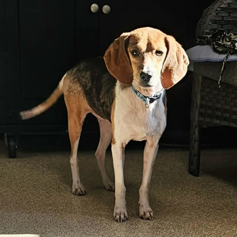 An adult small-sized female Bicolor Beagle dog named Danni for adoption in Sunderland, MD