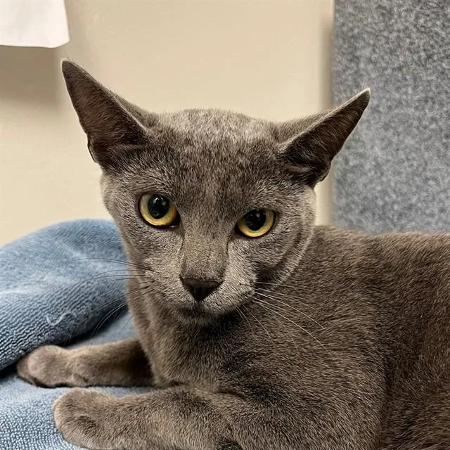 A young medium-sized female Domestic Short Hair cat named Remi for adoption in Naples, FL