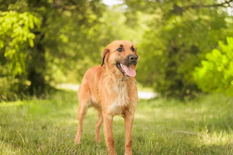 An adult medium-sized female Golden Retriever dog named Bailey for adoption in Gradyville, KY