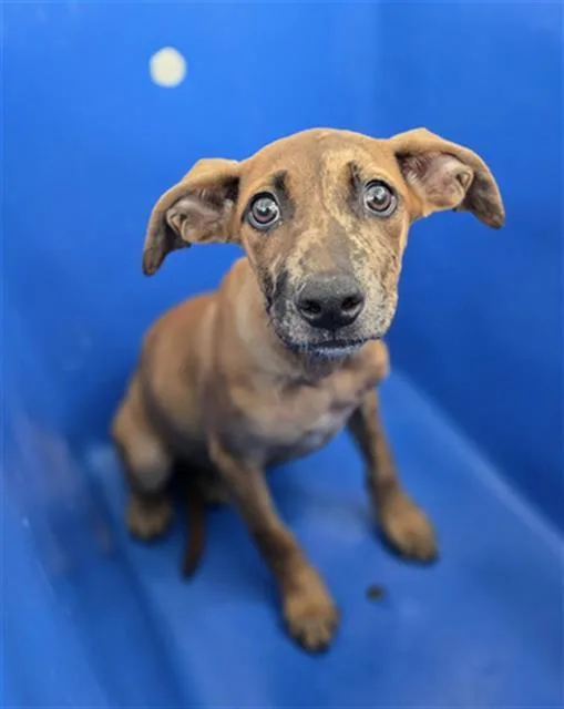 A baby medium-sized female Mixed Breed dog named Taffy for adoption in Dallas, TX