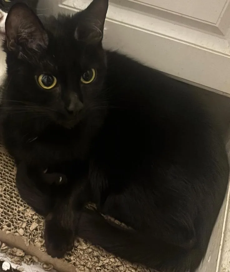 Duchess