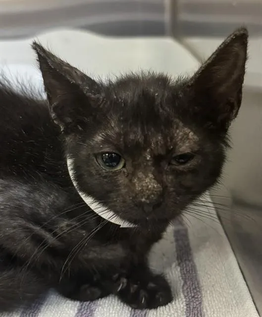 A baby small-sized female Domestic Short Hair cat named Tabasco for adoption in Corpus Christi, TX
