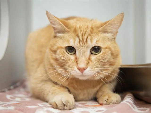 An adult small-sized male Domestic Short Hair cat named Harold for adoption in Phoenix, AZ