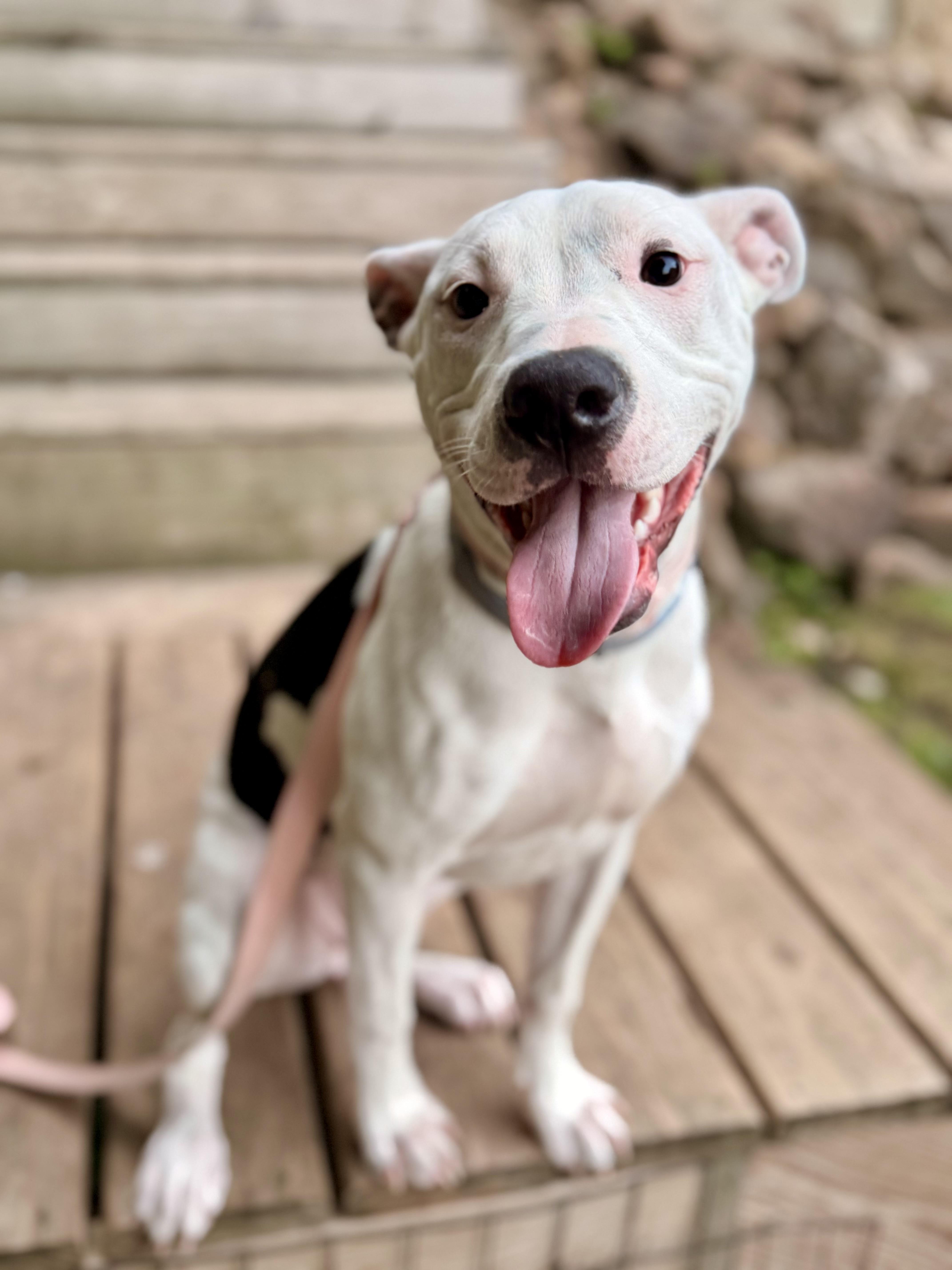A young medium-sized female Bicolor Pit Bull Terrier dog named Valentine for adoption in North Freedom, WI