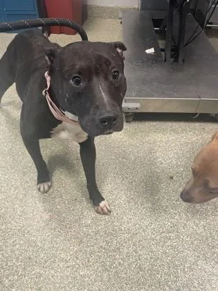 An adult large-sized female Pit Bull Terrier dog named Rosemary for adoption in Washington, DC