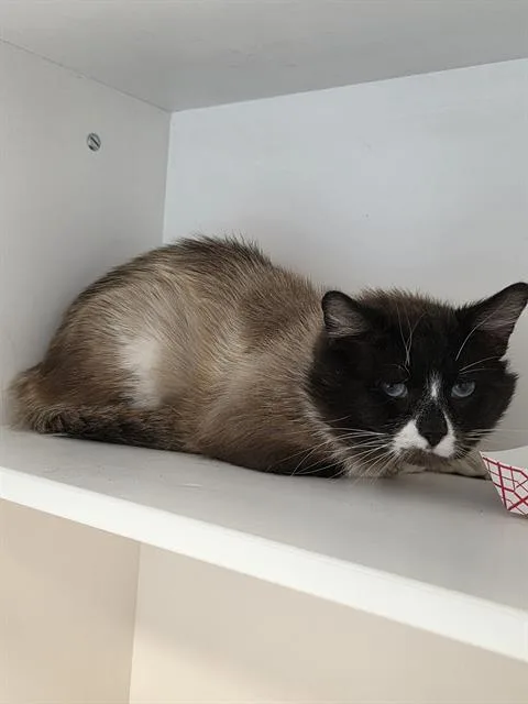 An adult small-sized male Snowshoe cat named Mr.g for adoption in Indianapolis, IN