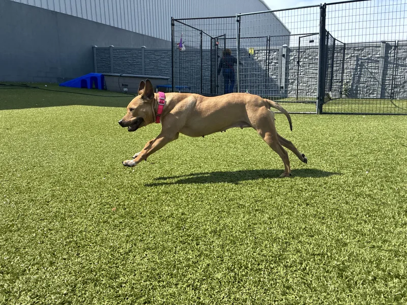 An adult medium-sized female Apricot / Beige Pit Bull Terrier dog named Padme for adoption in Columbus, OH