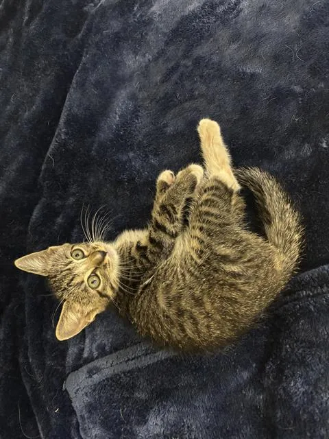 A baby small-sized male Domestic Short Hair cat named Freddy Krueger for adoption in Grand Prairie, TX