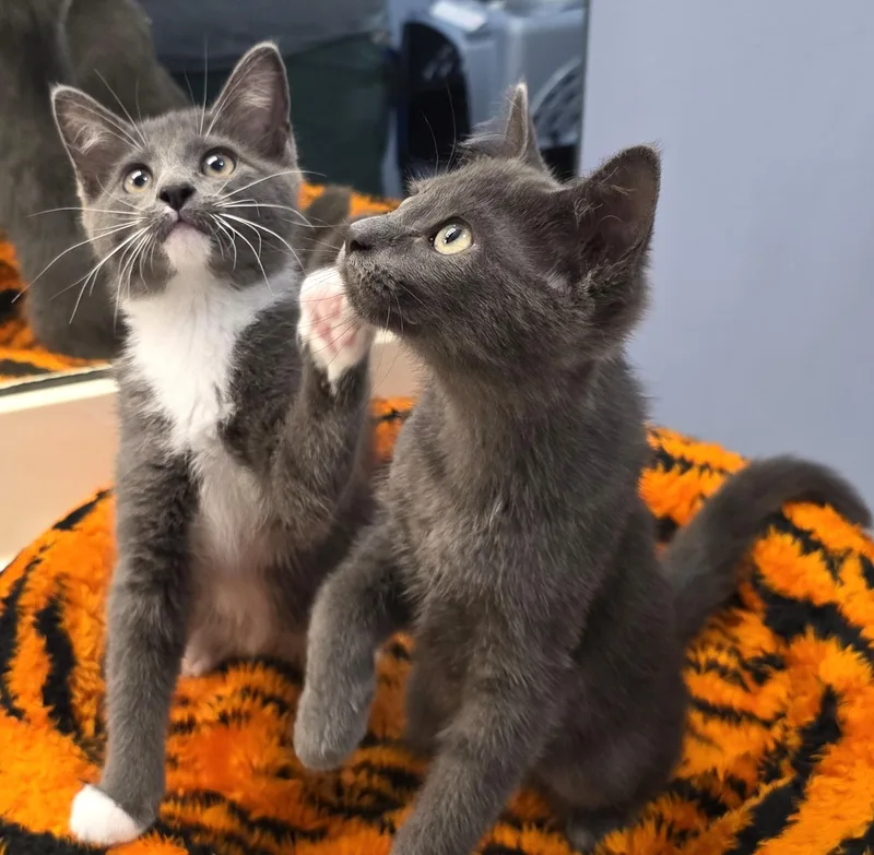 A baby small-sized female Gray / Blue / Silver Domestic Short Hair cat named Sage for adoption in Saddle River, NJ