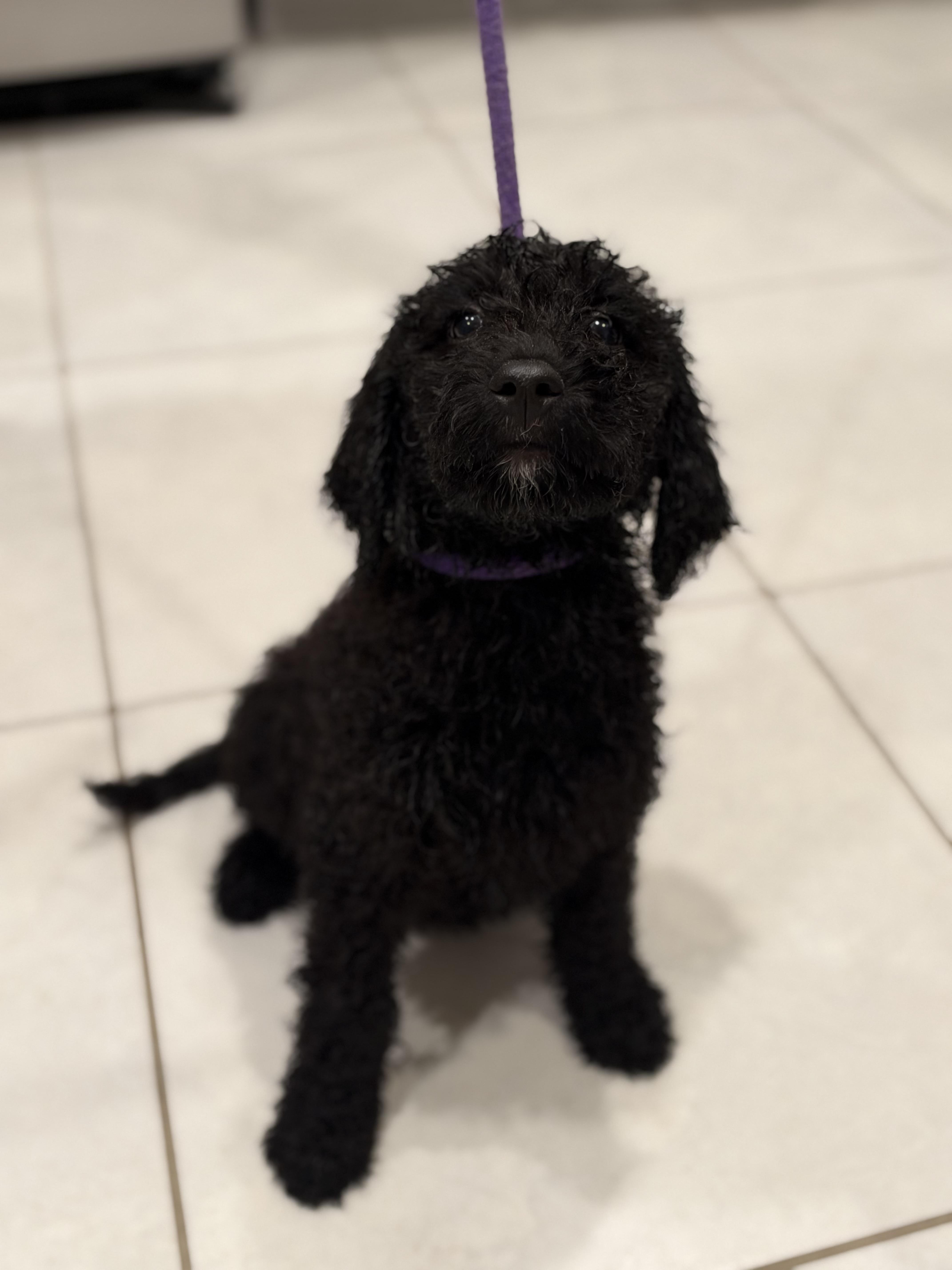 A baby medium-sized female Black Labradoodle dog named Little Sparks for adoption in Maitland, FL