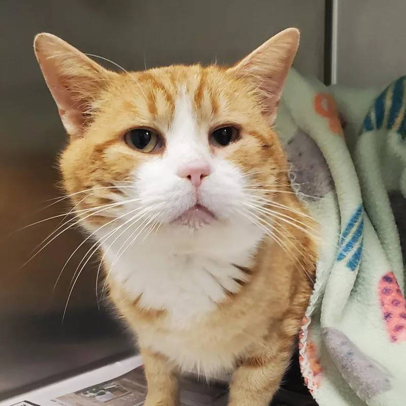 An adult medium-sized male Orange / Red Domestic Short Hair cat named Rusty for adoption in Chattanooga, TN