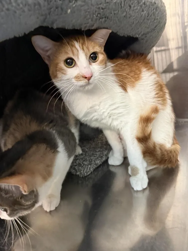 An adult medium-sized female Domestic Short Hair cat named Sandra for adoption in Taylor, PA