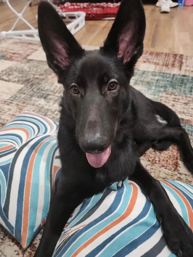 A young large-sized male Black German Shepherd Dog dog named Midnight for adoption in Newport Beach, CA