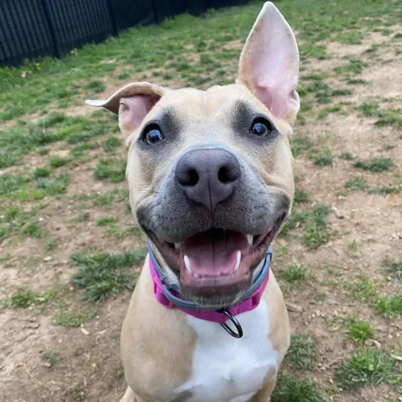 An adult medium-sized female White / Cream Mixed Breed dog named Kimmie for adoption in Lynchburg, VA