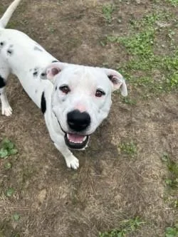 An adult medium-sized male White / Cream Pit Bull Terrier dog named Archer for adoption in Woodbine, GA