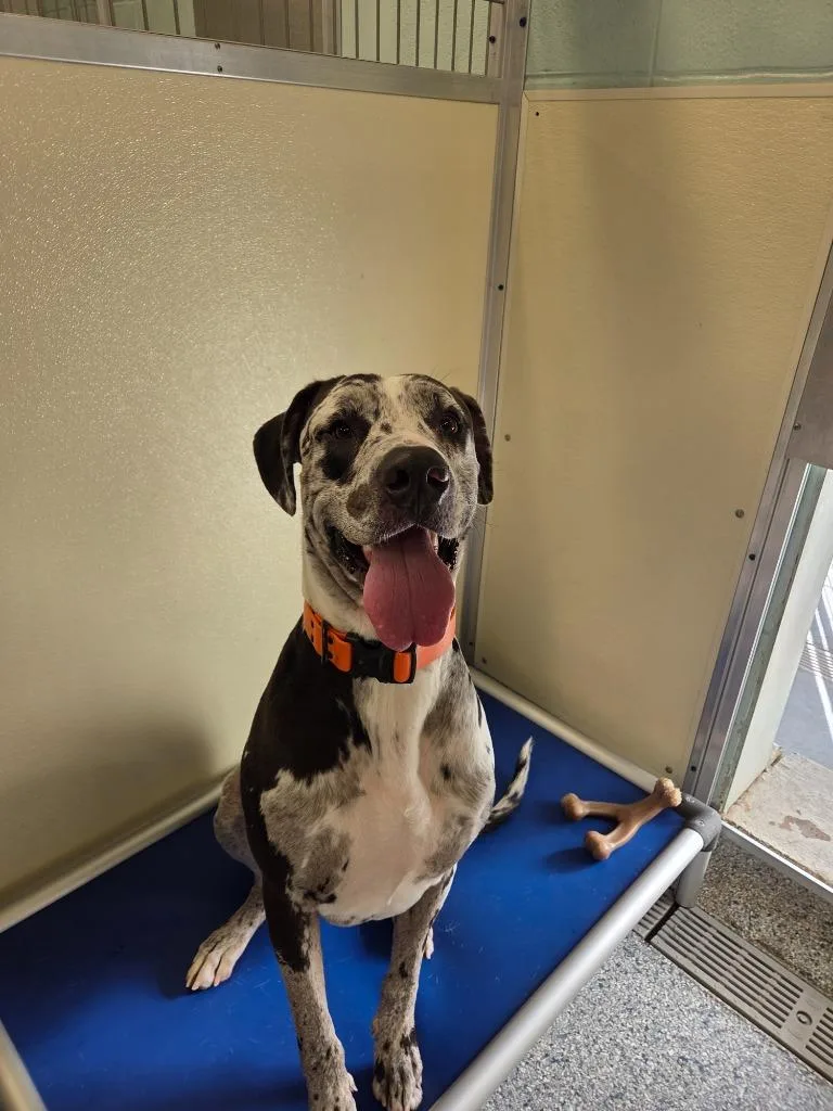 A young extra large-sized male Terrier dog named Pepper for adoption in Athens, TN