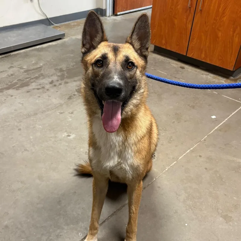 A young medium-sized male Brown / Chocolate Shepherd dog named Sparky for adoption in Yuma, AZ