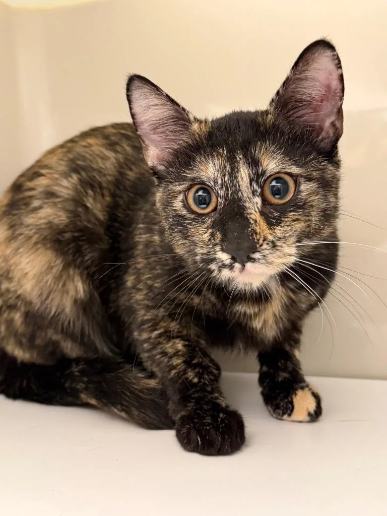 A baby small-sized female American Shorthair cat named Mochi for adoption in Ferndale, NY