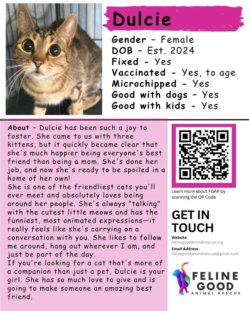 An adult medium-sized female Domestic Short Hair cat named Dulcie for adoption in Eugene, OR