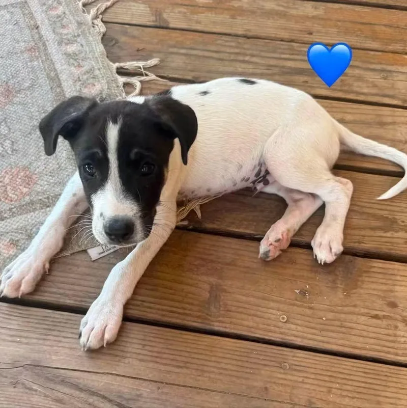 A baby medium-sized male White / Cream German Shepherd Dog dog named Skills for adoption in Brentwood, CA