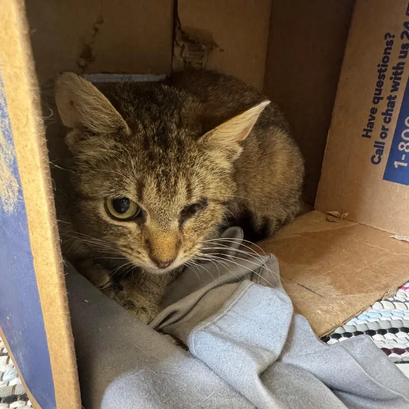 An adult small-sized male Brown / Chocolate Domestic Short Hair cat named Patch for adoption in Red House, WV