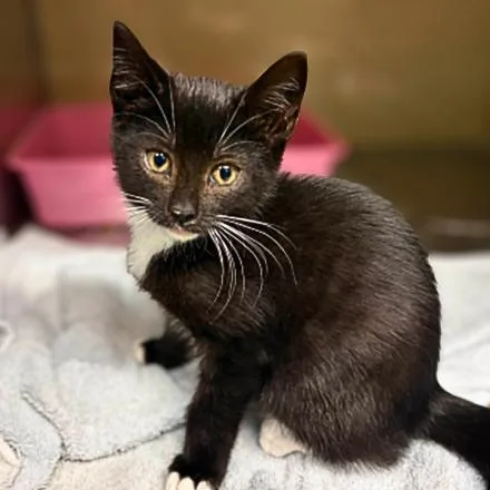 A baby small-sized female Black Domestic Short Hair cat named Penelope for adoption in Concord, NC